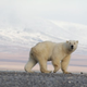 Image: Wrangel Island State Nature Reserve
